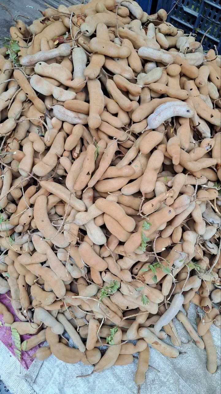 পাহাড়ি তেঁতুল বাল্ক সংগ্রহ rangaghorbd