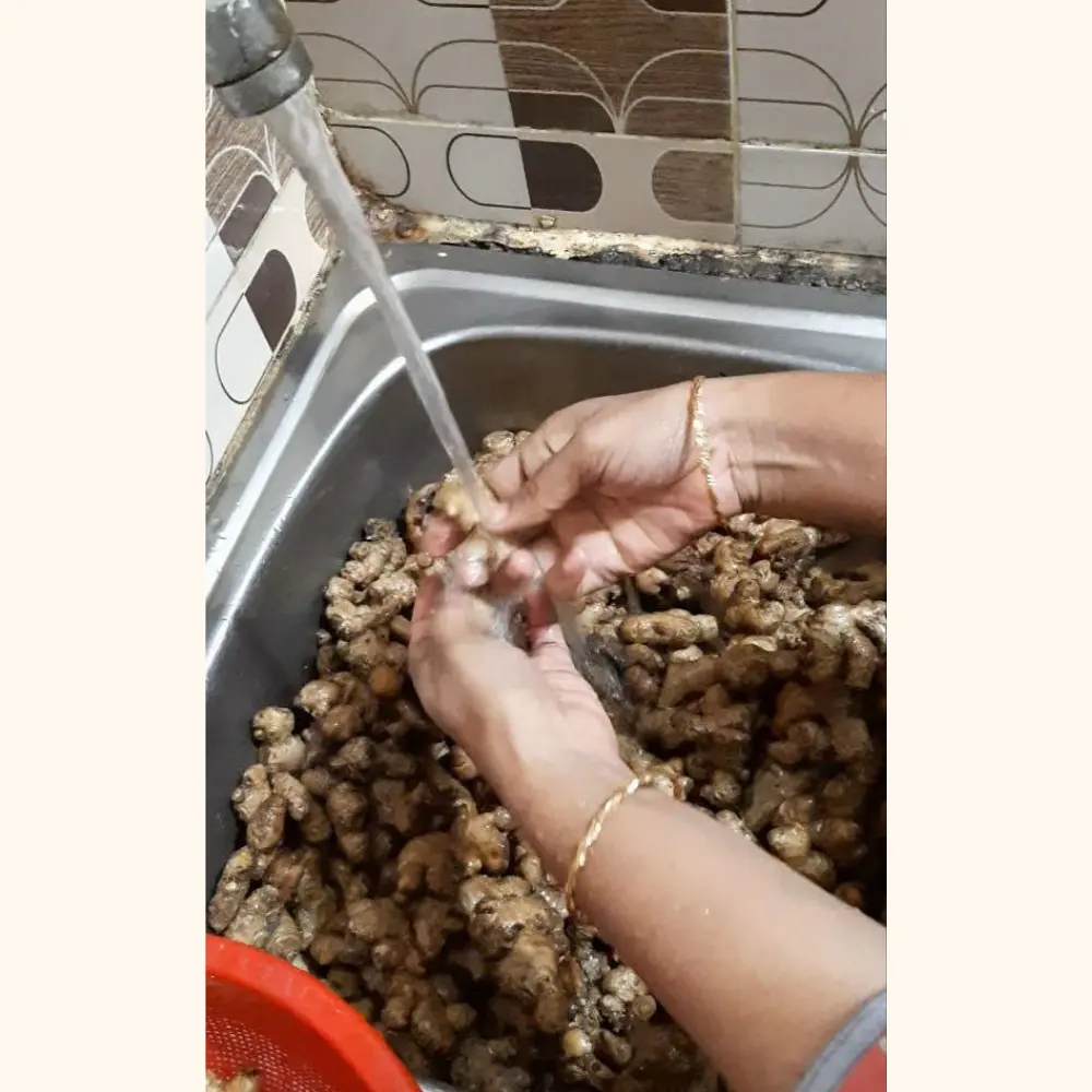 পাহাড়ি আদা হাতে ধুয়ে পরিষ্কার করা হচ্ছে rangaghorbd